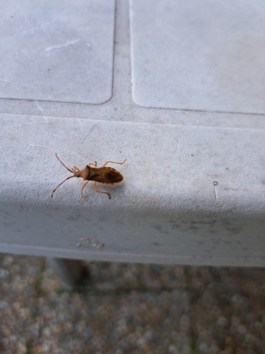 Box Bug