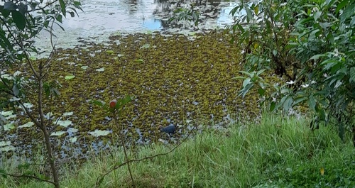 Gray-headed Swamphen