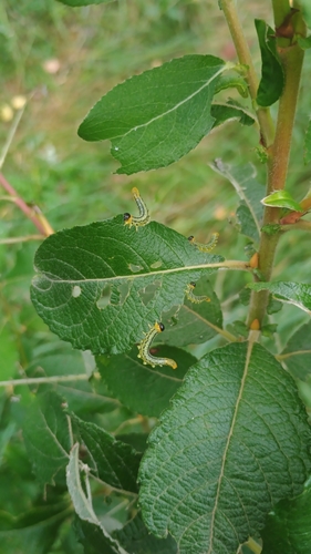 Lesser Willow Sawfly
