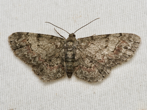 Texas Gray