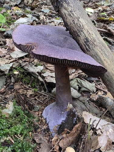 violet webcap