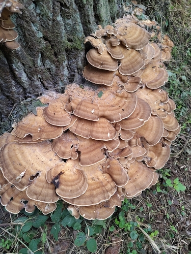 Giant Polypore
