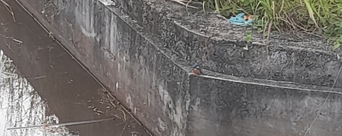Common Kingfisher