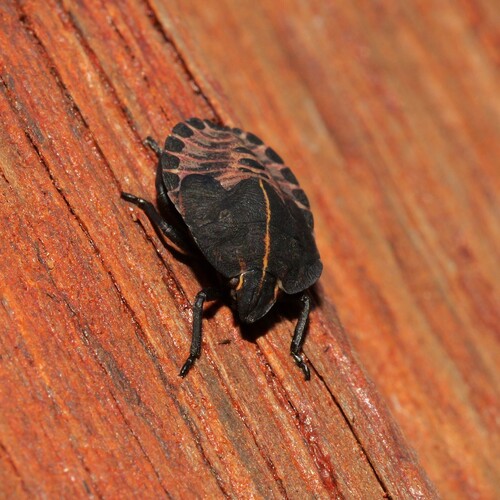 European Striped Shield Bug