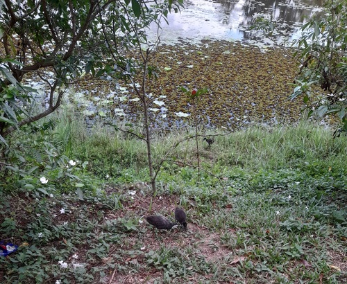 White-breasted Waterhen