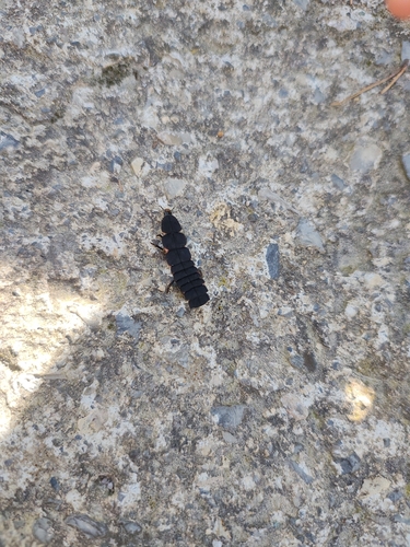 Mediterranean Pale Glow-worm