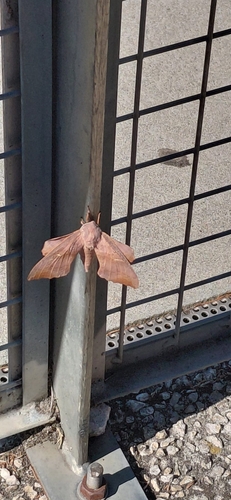 Poplar Hawkmoth