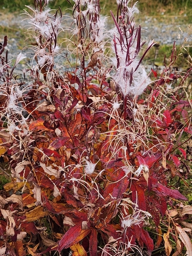 fireweed