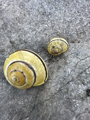 Brown-lipped Snail