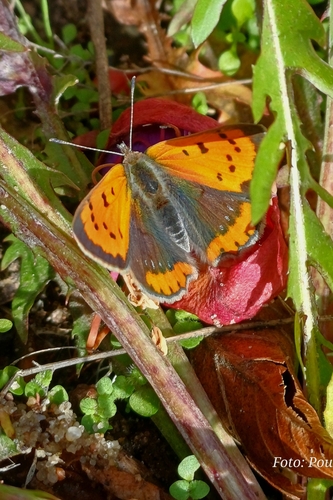 Small Copper