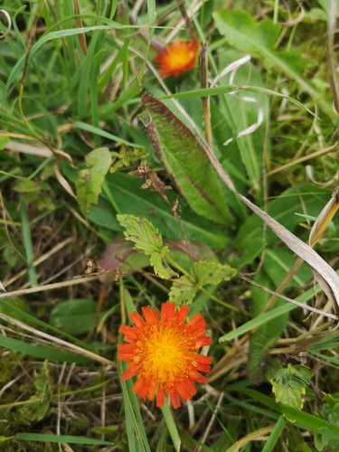 orange hawkweed