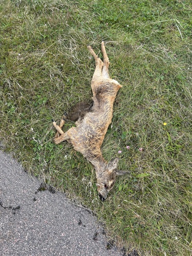Western Roe Deer