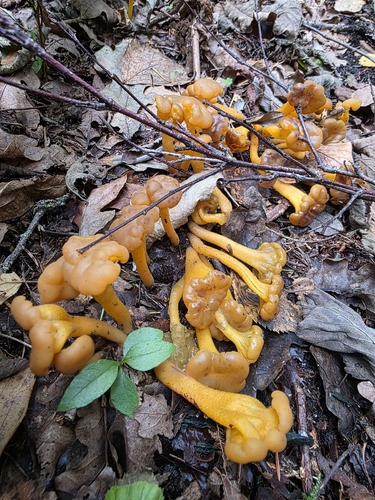 Ochre Jelly Club