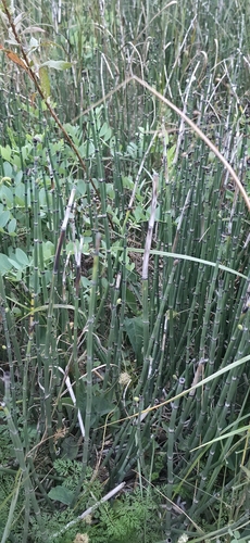 rough horsetail