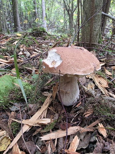 King Bolete