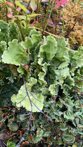 Arctic Kidney Lichen