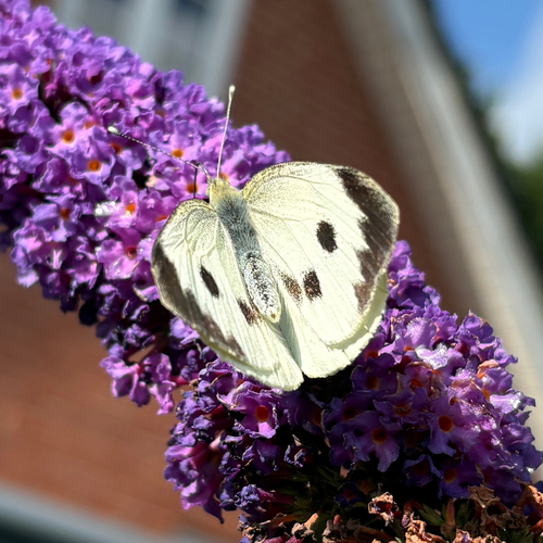 Large White