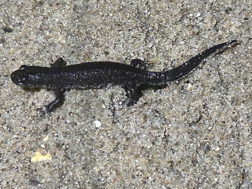 Great Crested Newt