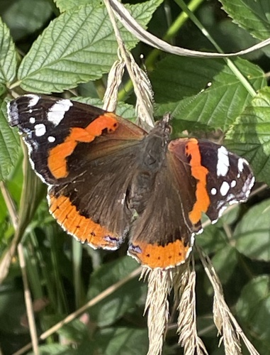 Red Admiral
