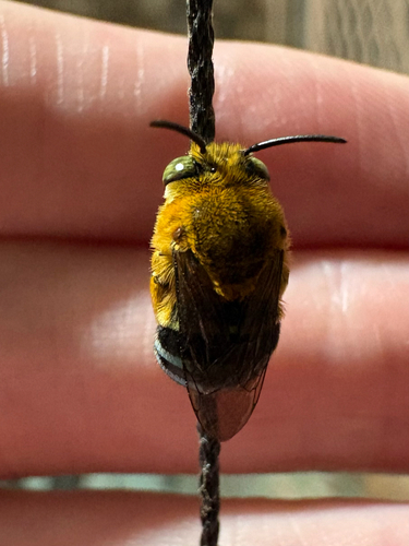 Amegilla cingulata