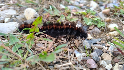 Fox Moth