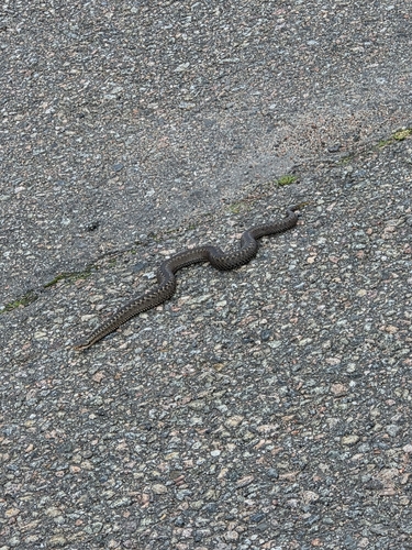 Adder