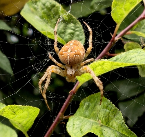 Cross Orbweaver