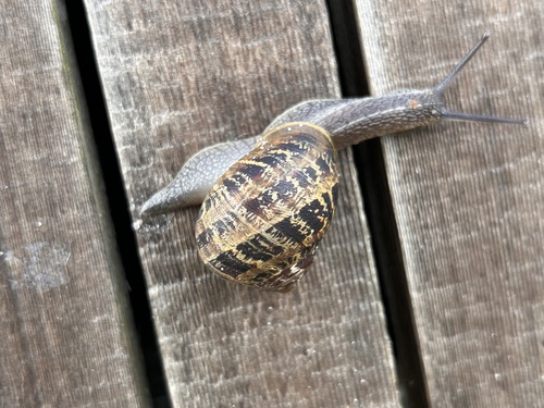 Garden Snail