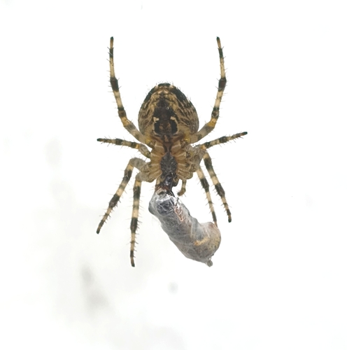 Cross Orbweaver