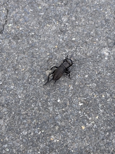 European Field Cricket