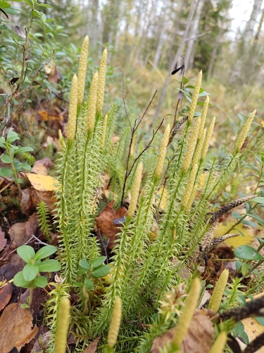 interrupted clubmoss