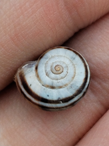 Eastern Heath Snail