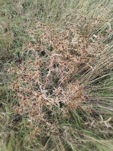 Field Eryngo