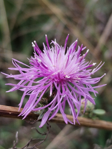 spotted knapweed