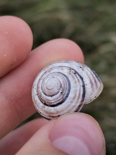 Vineyard Snail