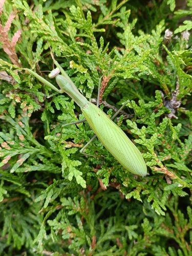 European Mantis