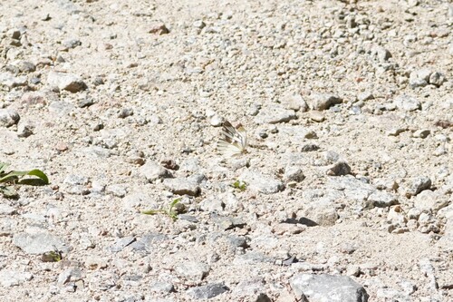 Asian Green-veined White