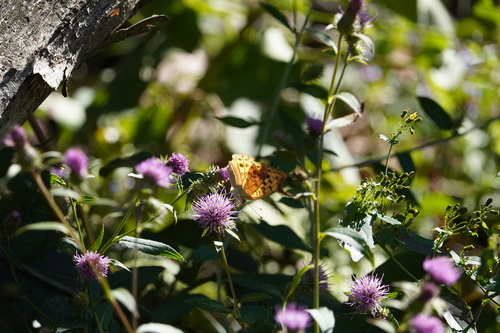 Pallas's Fritillary