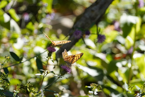 Argynnis vorax