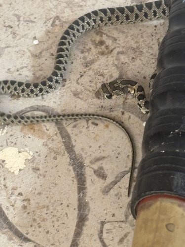 Horseshoe Whip Snake