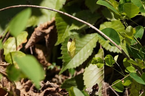 Japanese common grass yellow