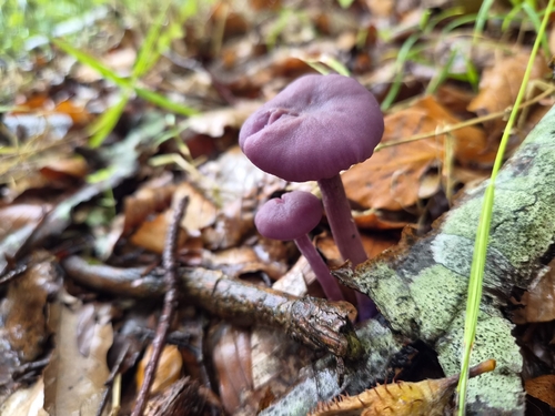 Amethyst Deceiver