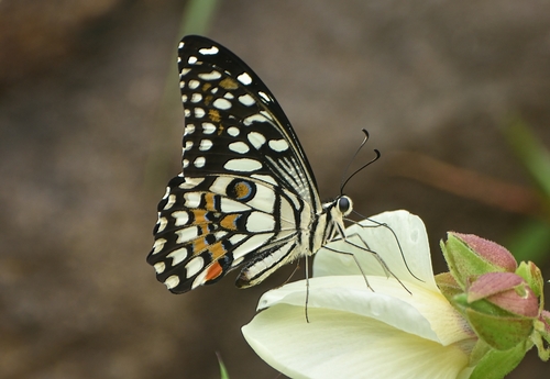 Lime Swallowtail