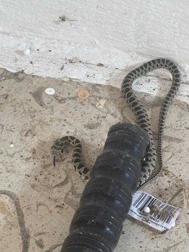 Horseshoe Whip Snake