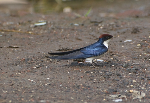 Wire-tailed Swallow
