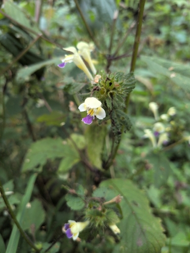 Large-flowered Hemp-nettle