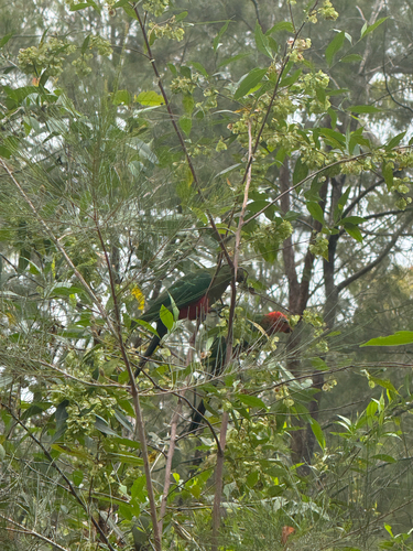 Australian King Parrot