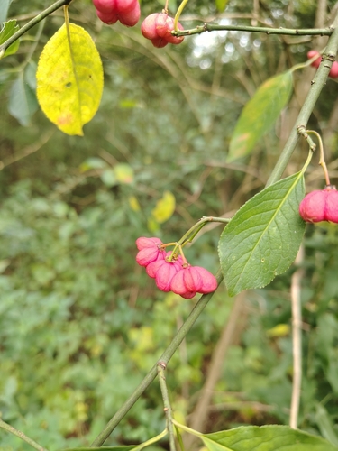 Spindle