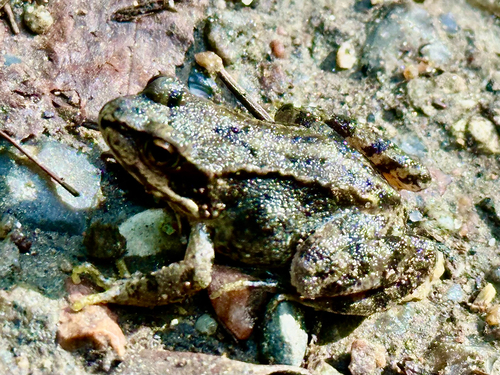 European Common Frog