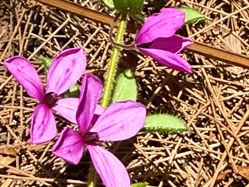 Thyme Pink-bells